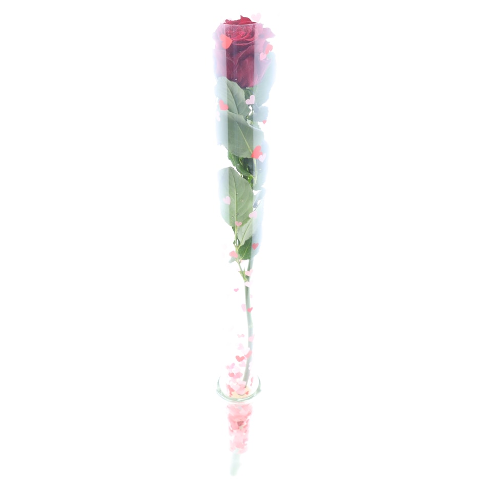 image 1 of Tesco Rose 50 cm 1 Stem