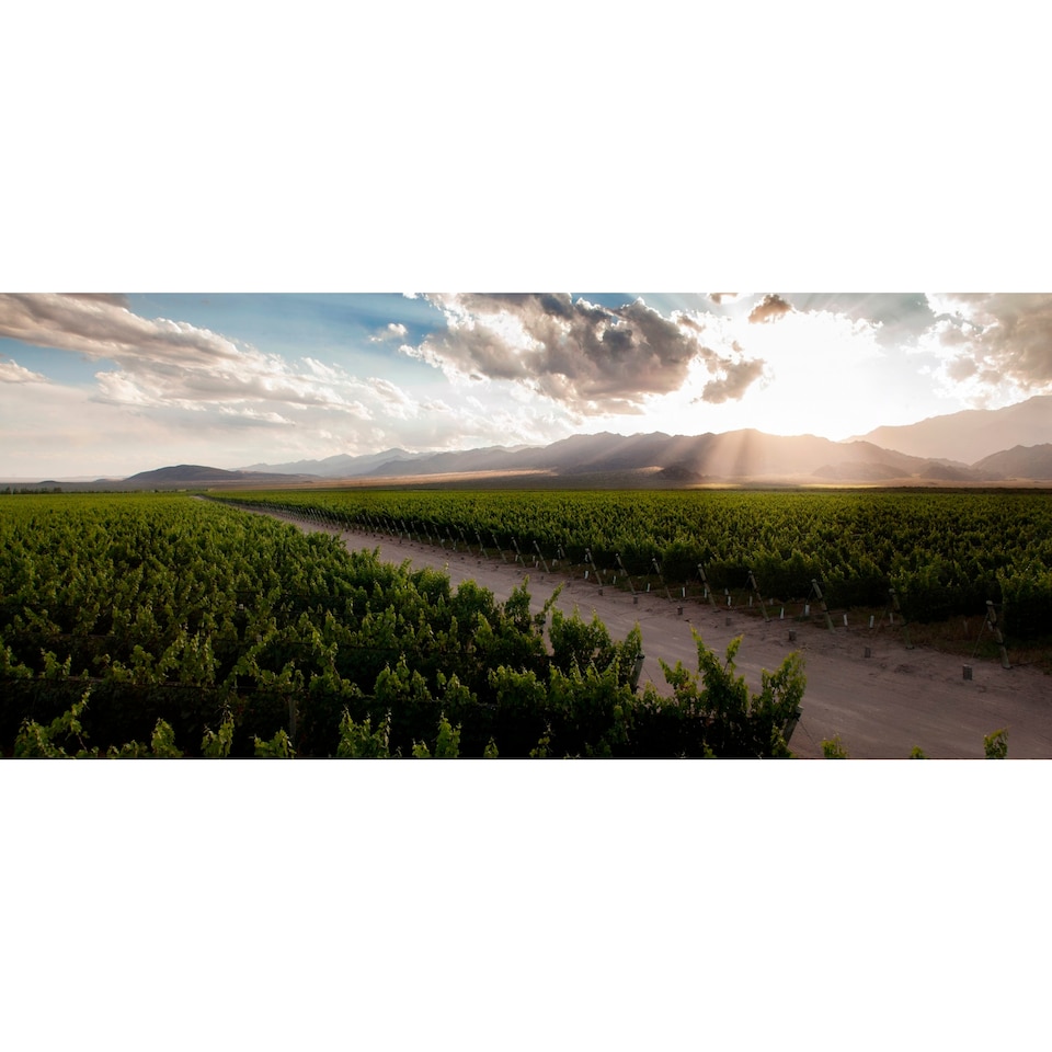 image 1 of Trapiche Reserve Chardonnay 75Cl 75Cl