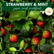 image 4 of Herbal Essences Strawberry & Mint Repair Hair Conditioner 275ml