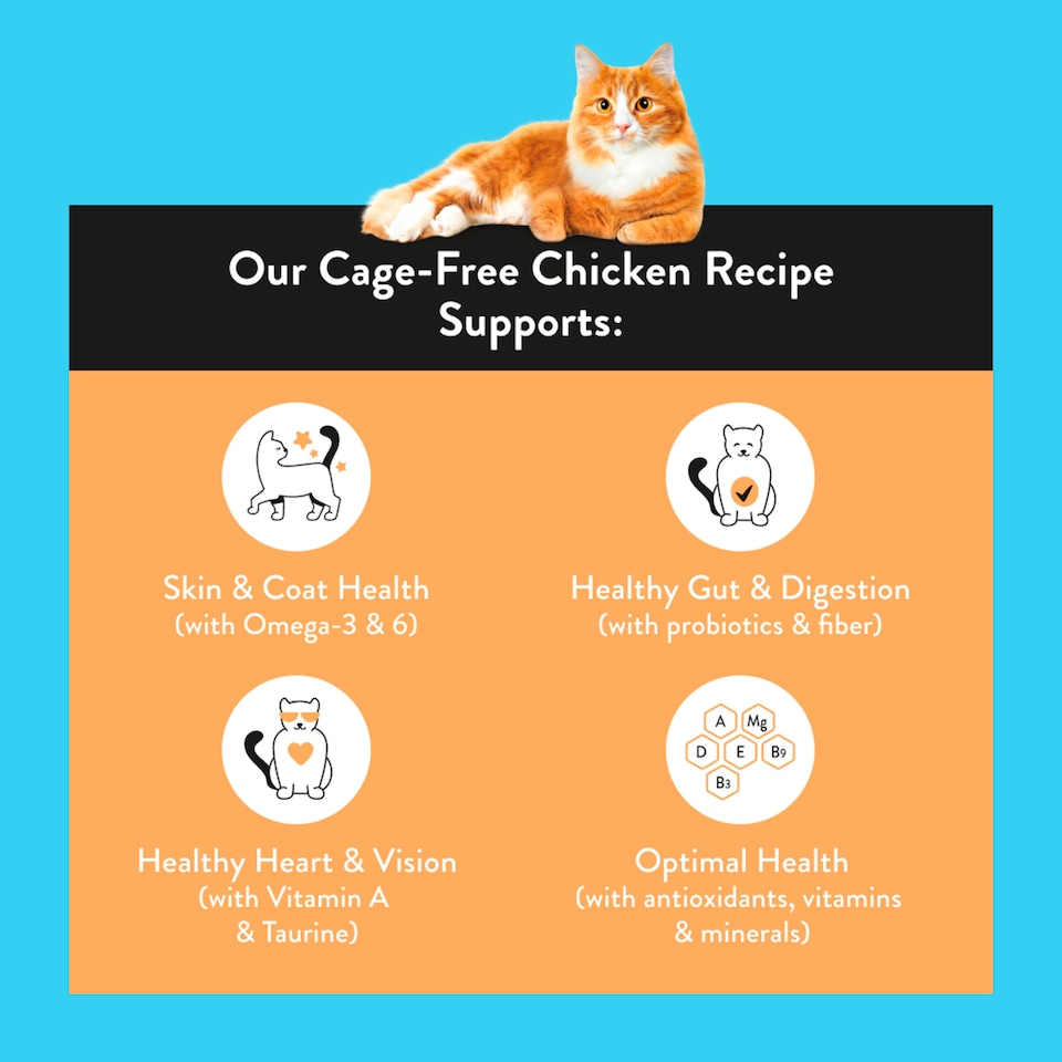 image 1 of Nood Cat Premium Cage Free Chicken Recipe 800G