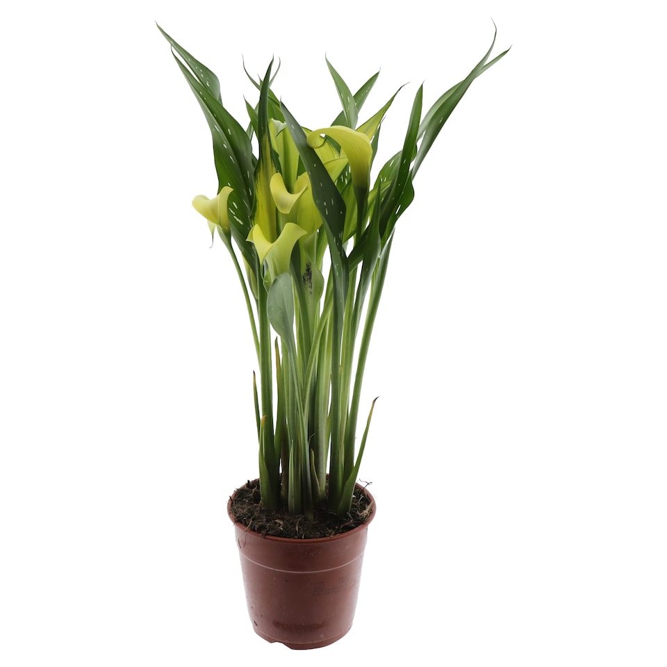 image 1 of The Floral Connection Zantedeschia 12 cm
