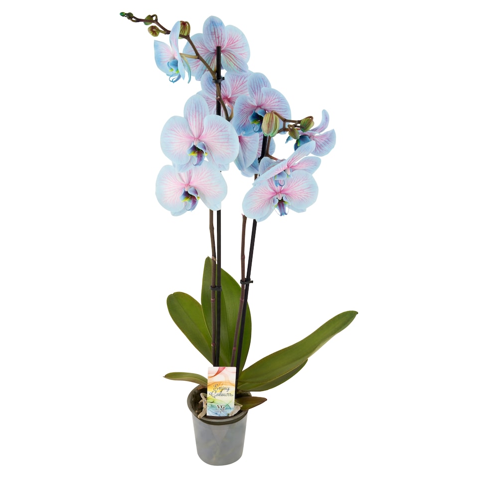 Phalaenopsis barvený 2 stonky, květináč 12 cm