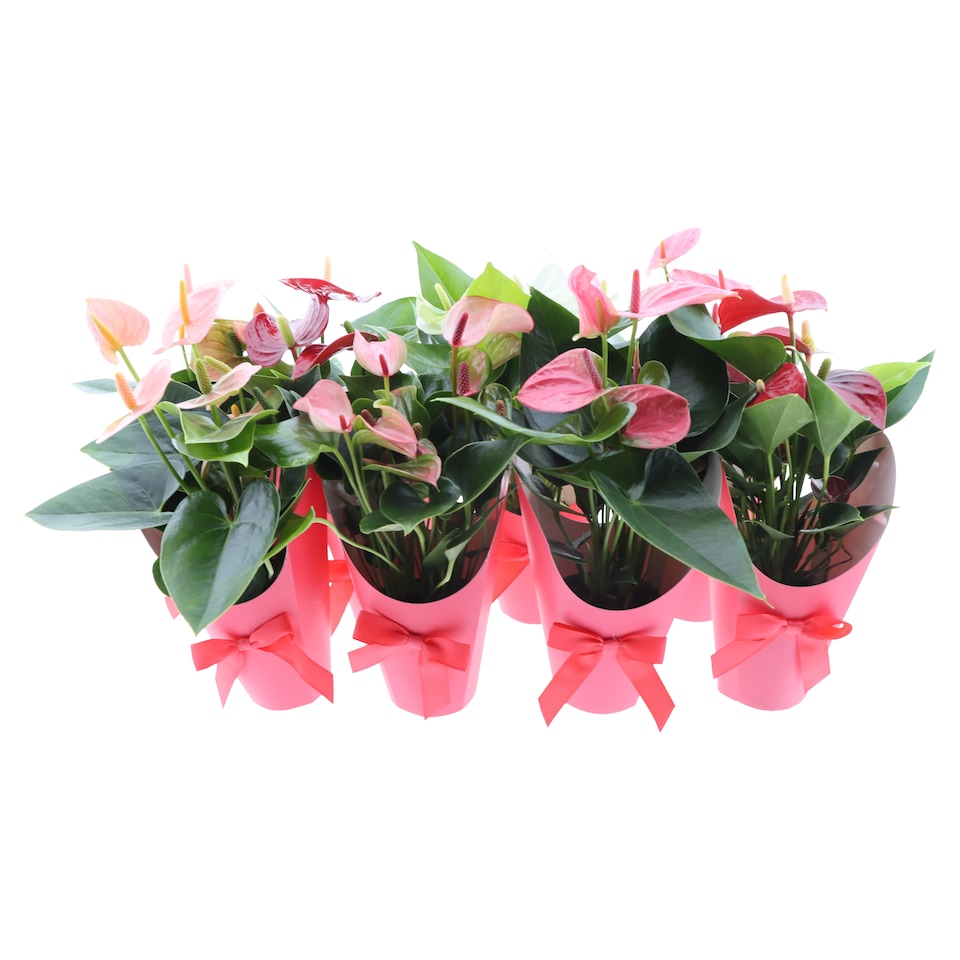 image 1 of The Floral Connection Anturia Mix 9 cm