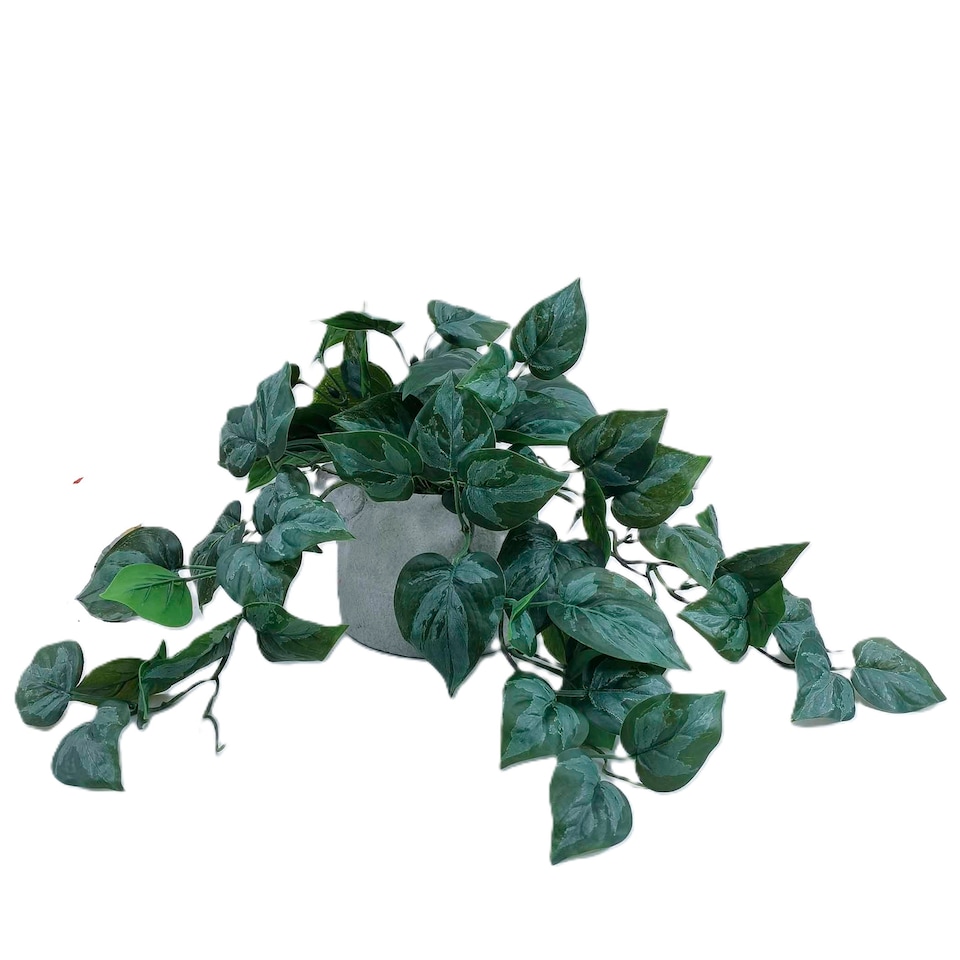 Bayswood Trailing Arrangement