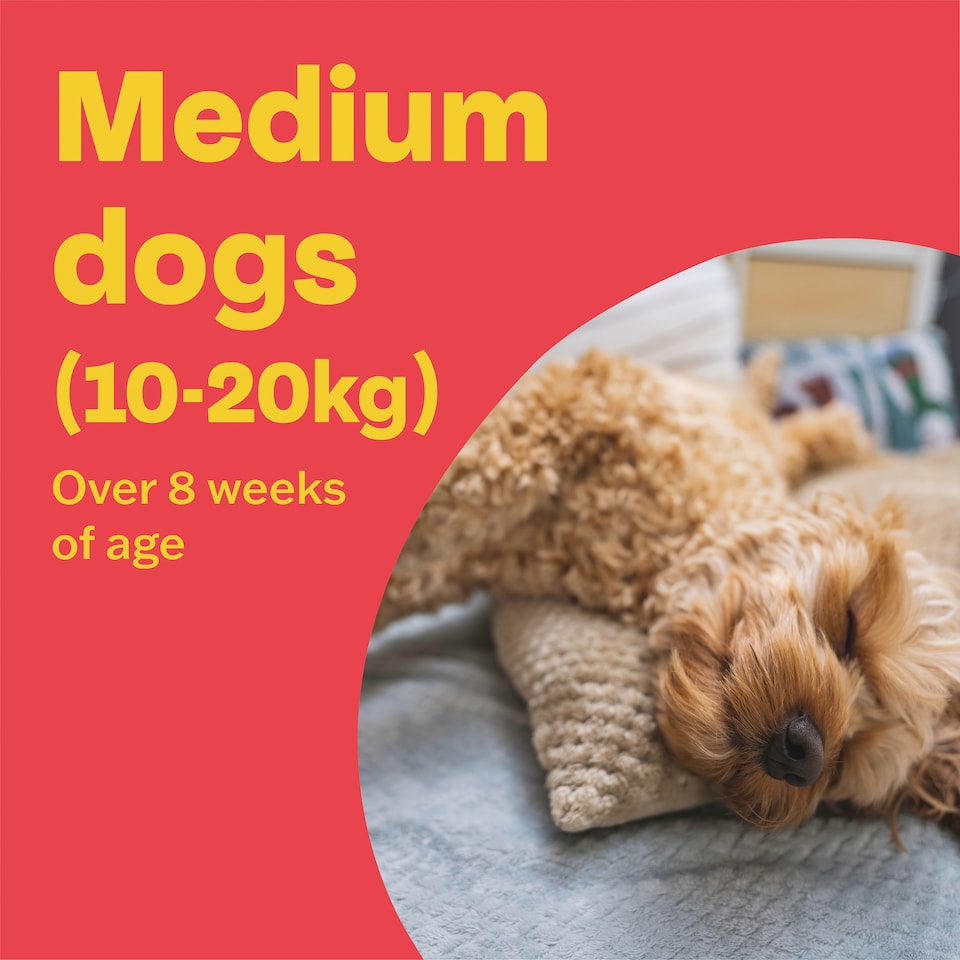 image 1 of Bob Martin Clear Plus Medium Dog 1 Tube
