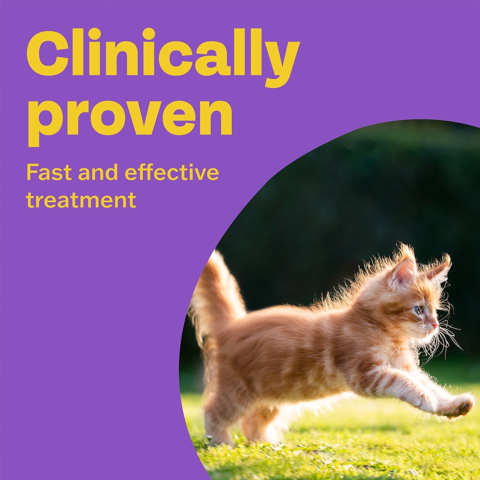 image 1 of Bob Martin Spot On Cat Dewormer 2 Tubes