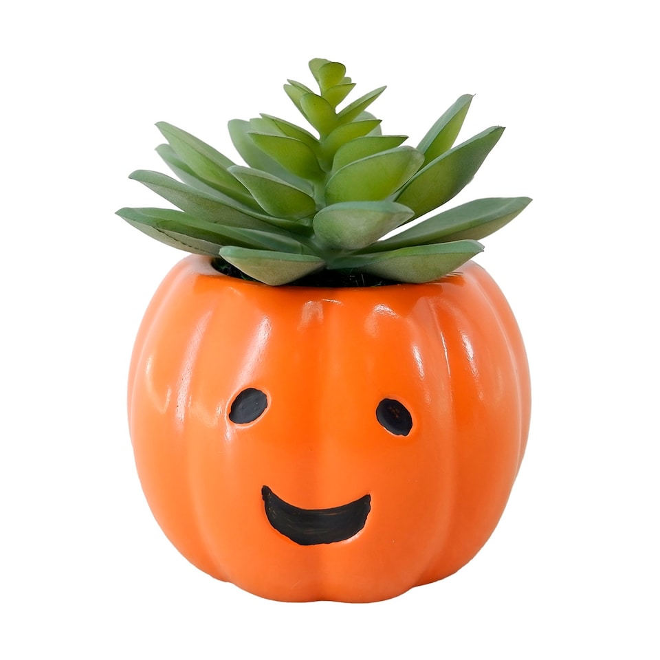 Bayswood Pumpkin Succulent