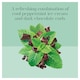 image 3 of Carte D'or Mint Chocolate Chip Ice Cream Tub 900ml