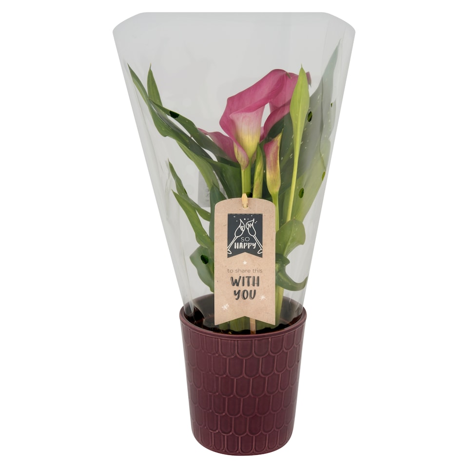 obrázok 1 z Zantedeschia mix kvetináč 12 cm