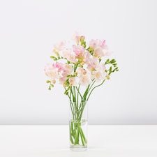 Freesia Bh