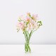 image 1 of Freesia Bh