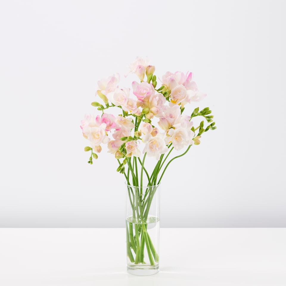 image 1 of Freesia Bh