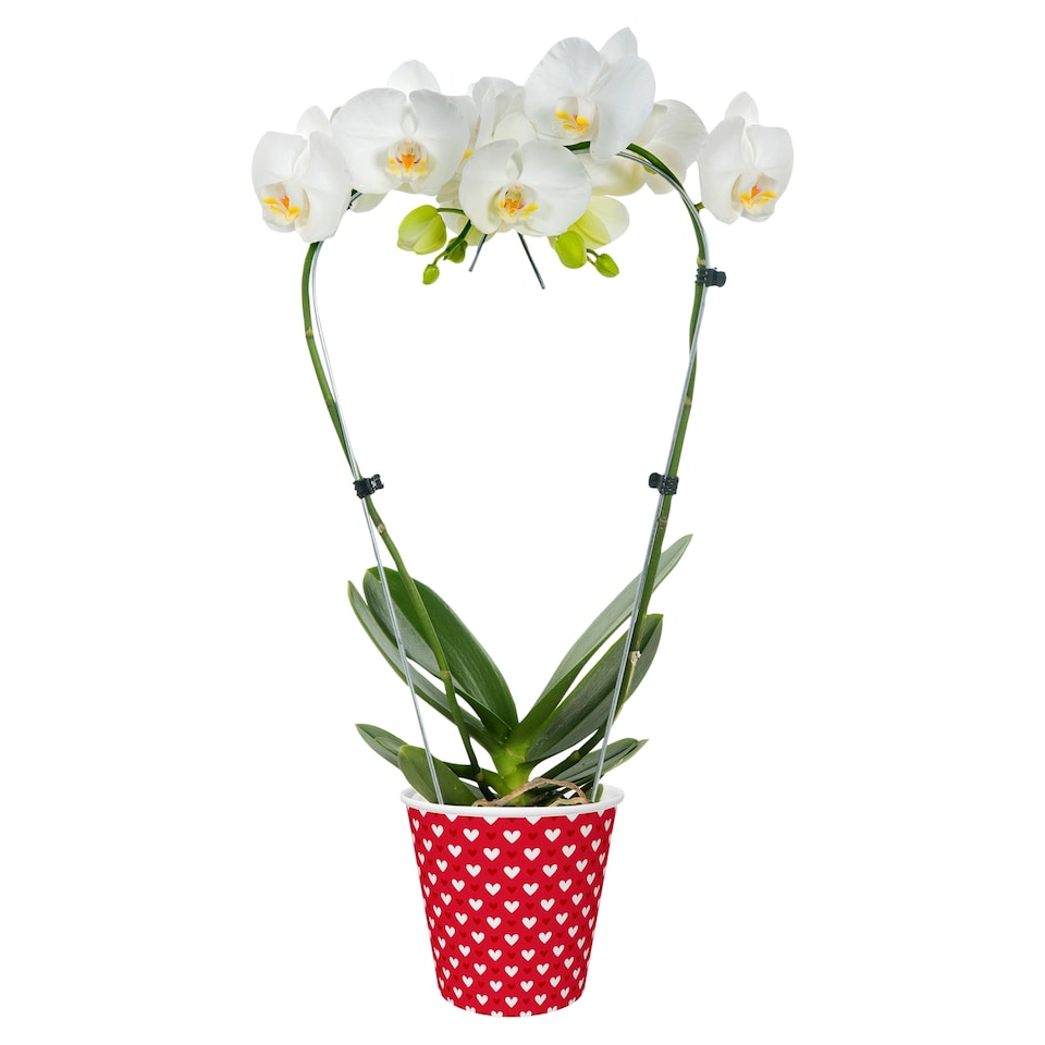 Butterfly Orchid in Heart Shape