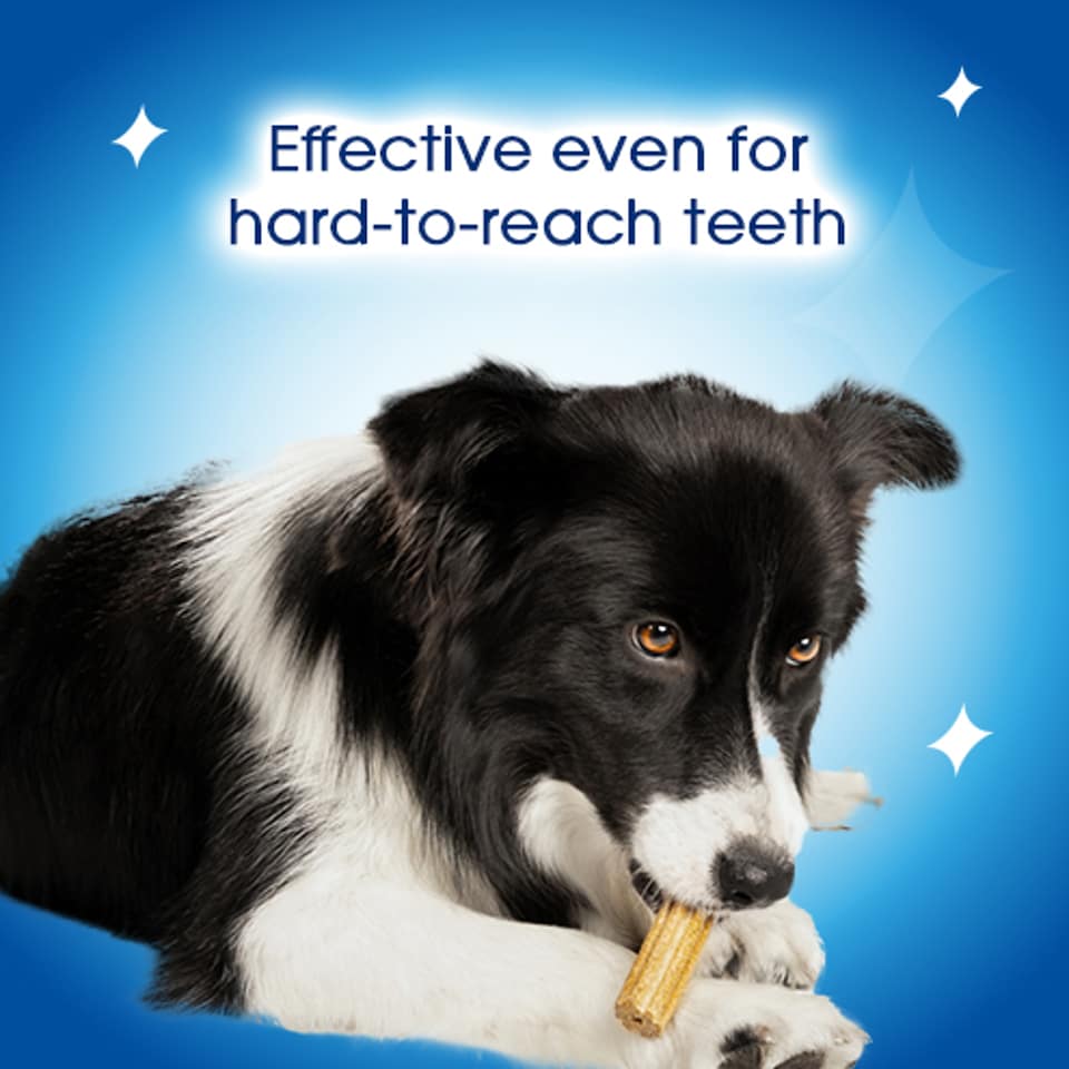image 1 of DENTALIFE Large Dental Chicken Dog Chews 18 Sticks