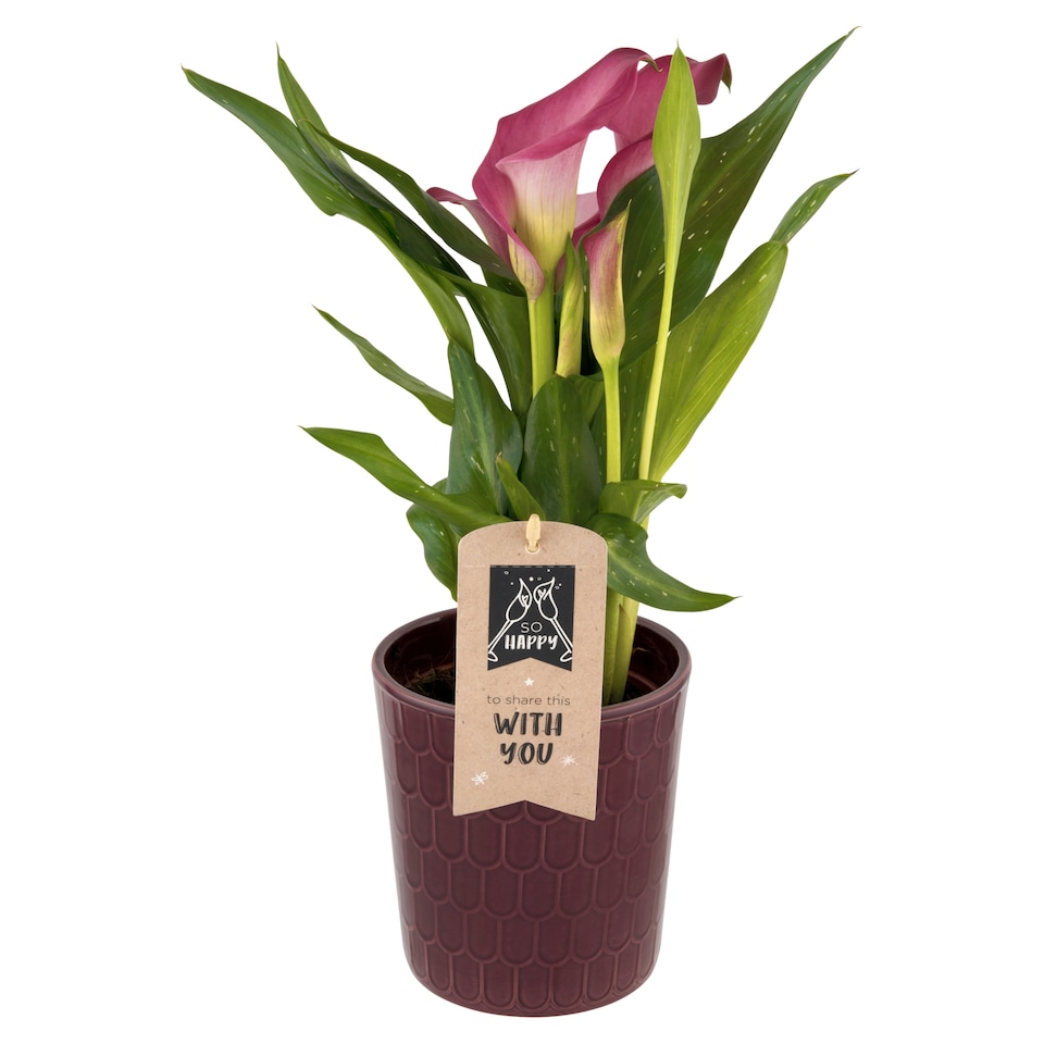 obrázok 1 z Zantedeschia mix kvetináč 12 cm