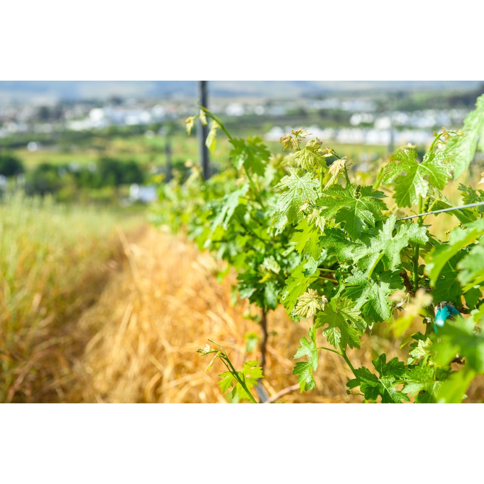 image 1 of Visio Vintners We The People Pinot Grigio 75cl