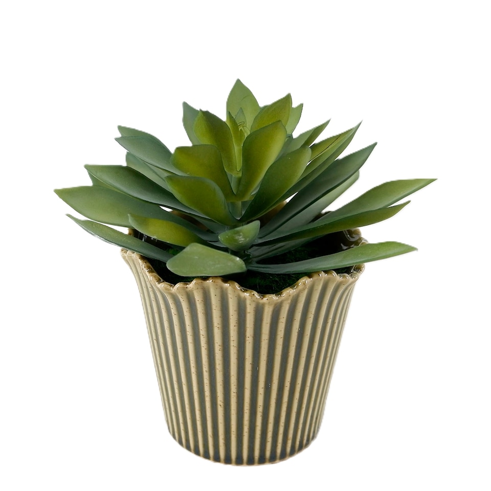 Bayswood Succulent in Reactive Pot