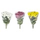 image 2 of Bouquet of Chrysanthemums