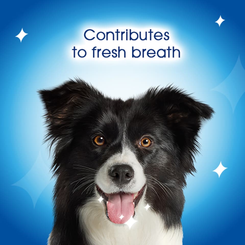 image 1 of DENTALIFE Large Dental Chicken Dog Chews 18 Sticks