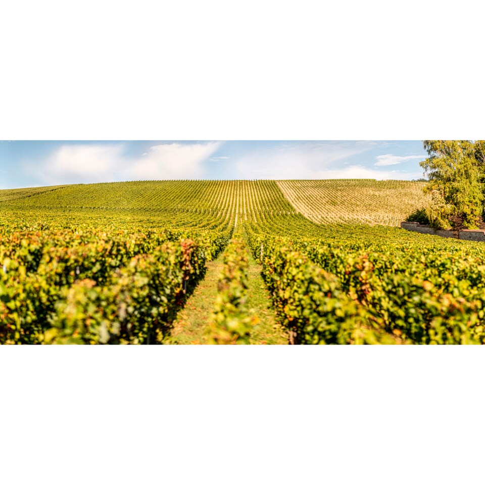 image 1 of Taittinger VIntage 75cl