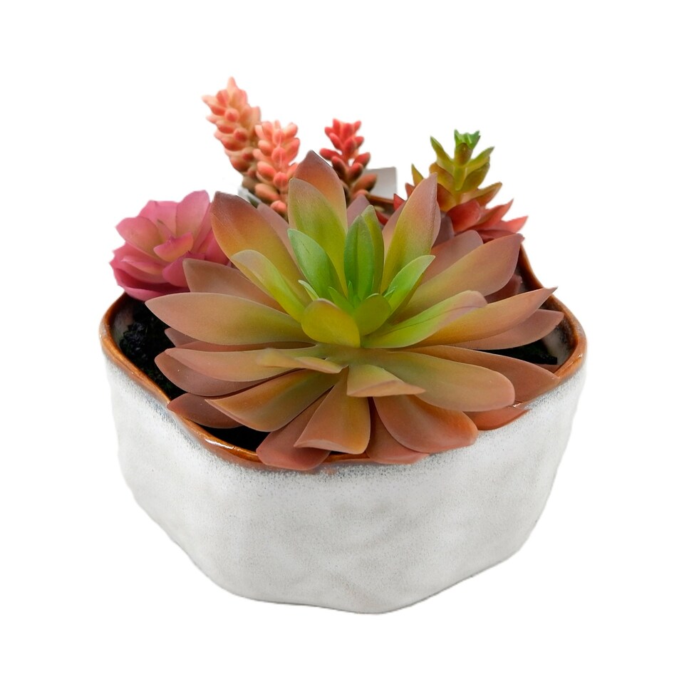 Bayswood Mixed Succulent Garden