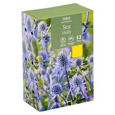 Tesco Sea Holly