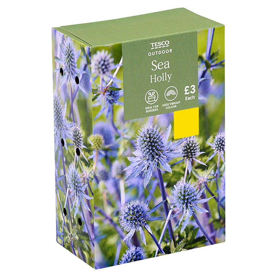 Tesco Sea Holly