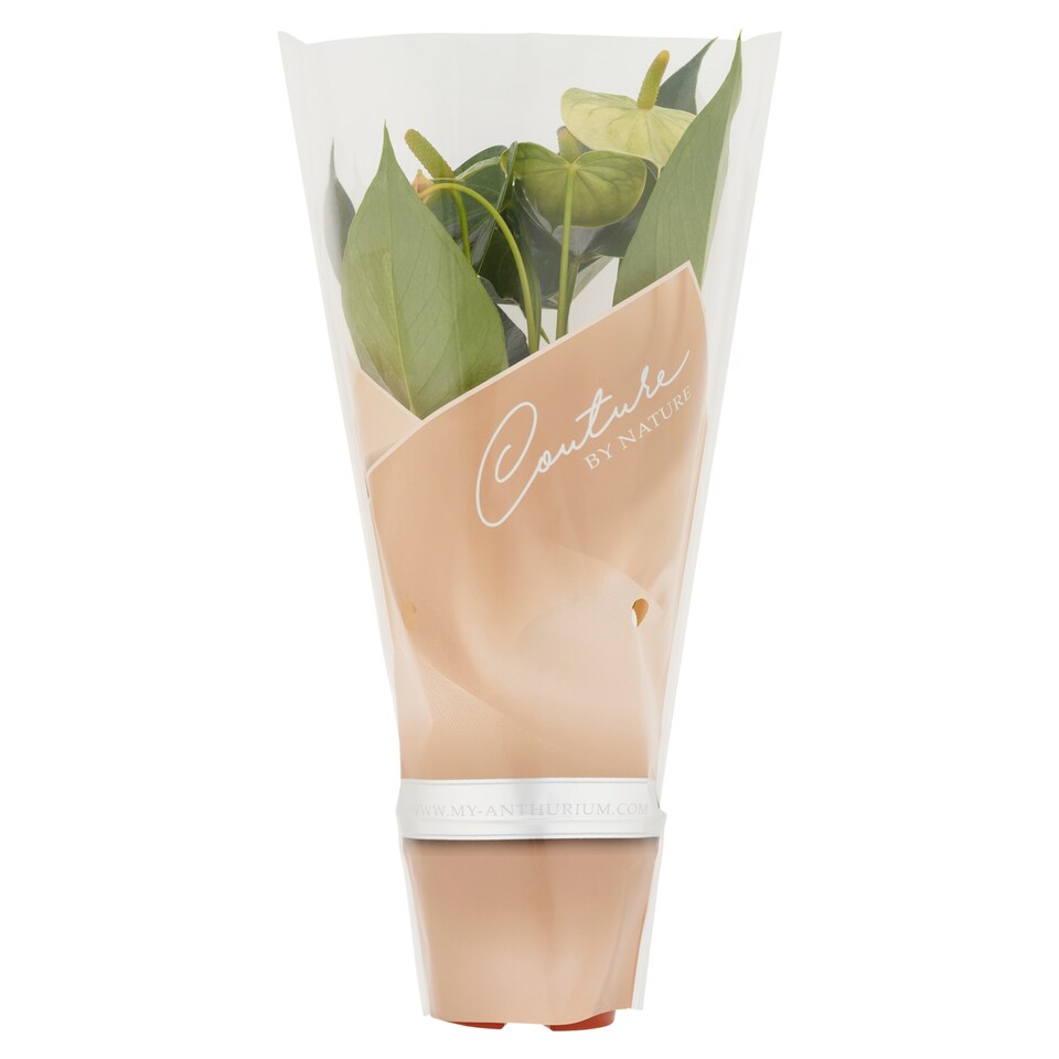 Obrázek 1 pro produkt Tesco Pokojová rostlina anthurium 9 cm