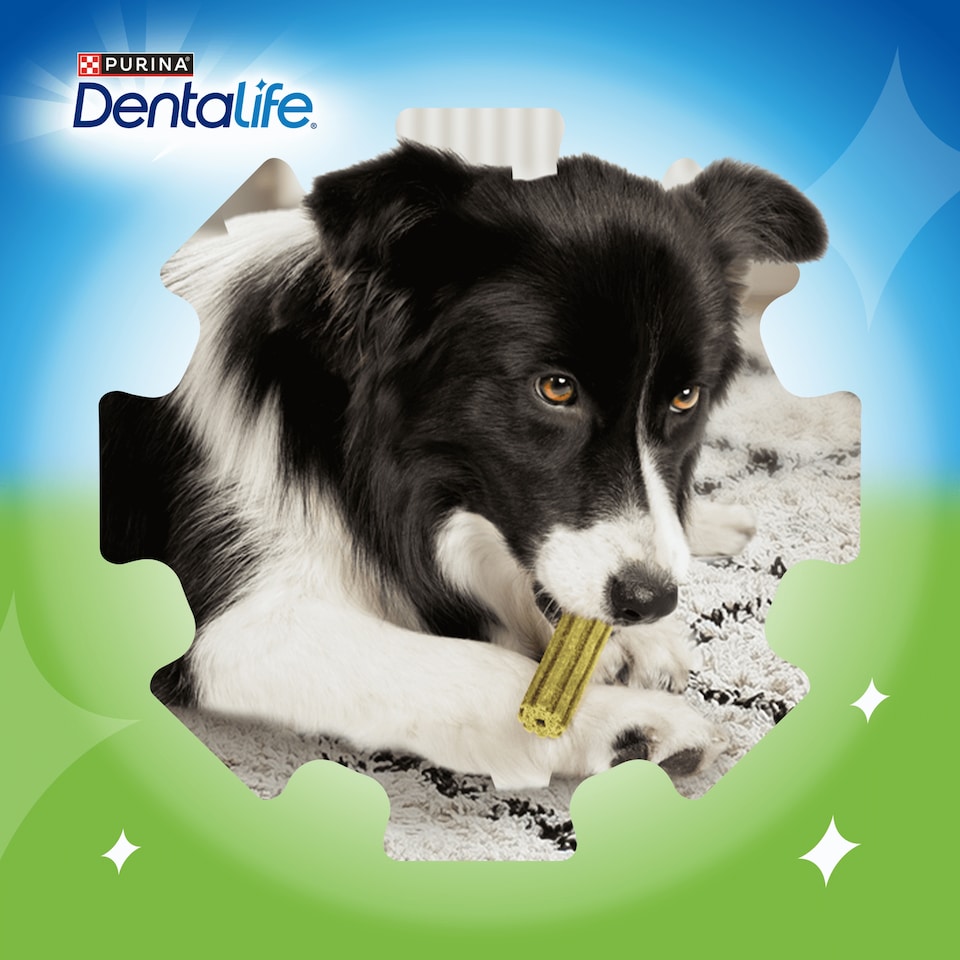 image 1 of DENTALIFE ActivFresh Large Dental Chicken Dog Chews 4 Sticks
