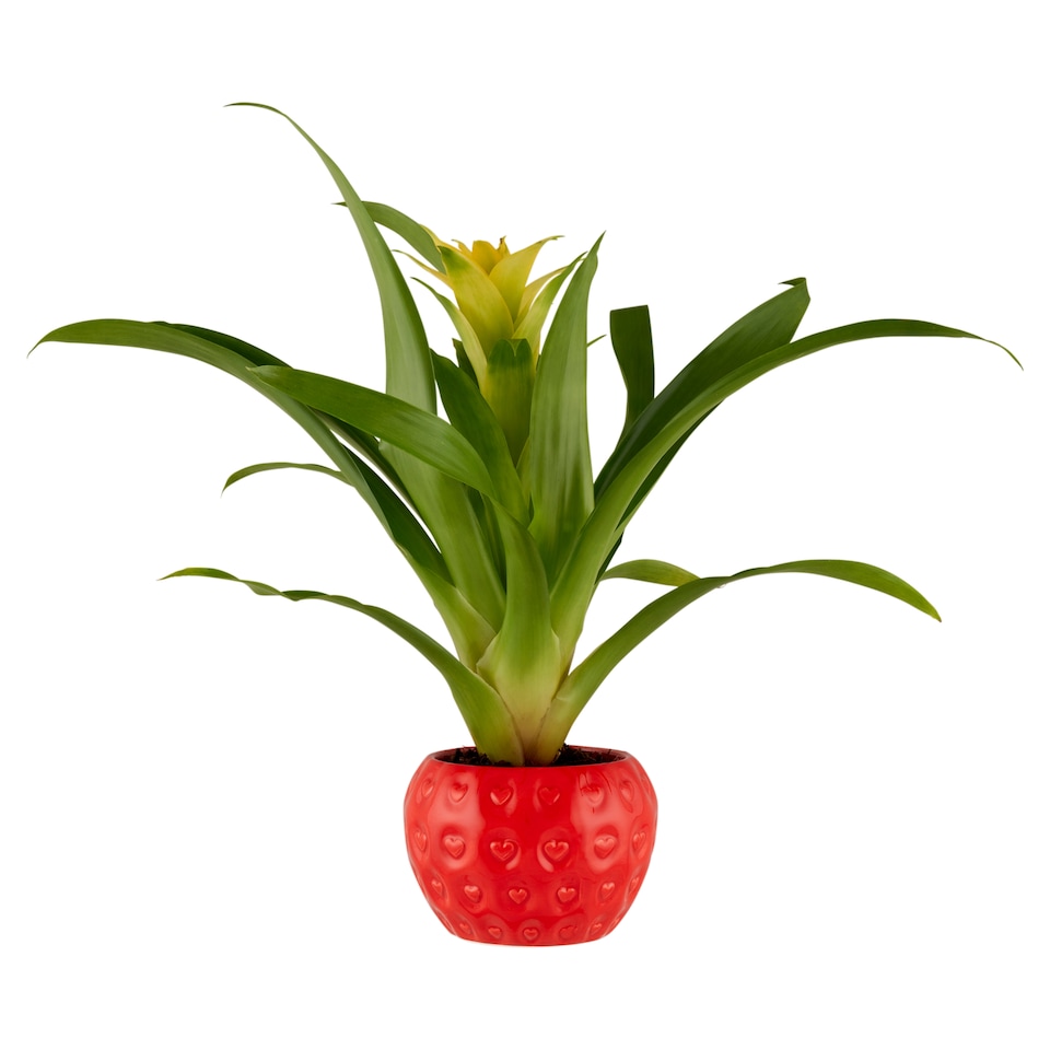 Bromeliad in Pot 9 cm