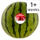 image 1 of Tesco Giant Watermelon
