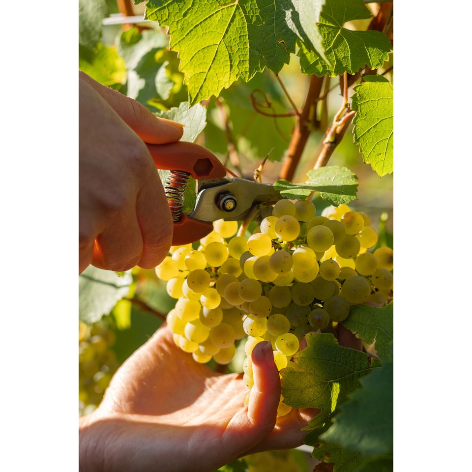 image 1 of Louis Jadot Pouilly Fuisse 75Cl