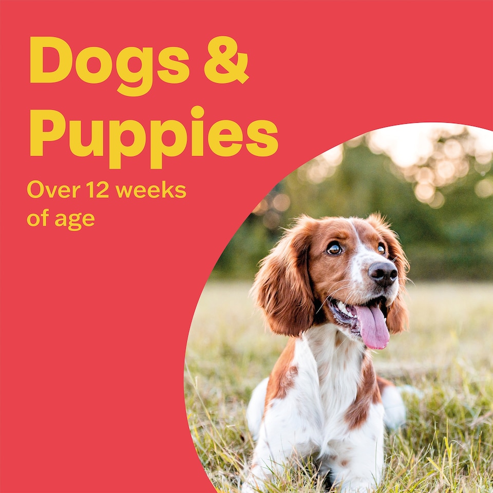 image 1 of Bob Martin Clear 3 In 1 Wormer Dog 2 Tablets Pack