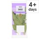 image 1 of Tesco Sage 20G