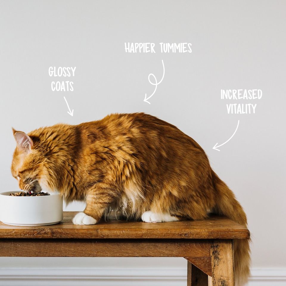 image 1 of Nood Dry Cat Food Chicken & Vegetables 7+Years 2.5Kg