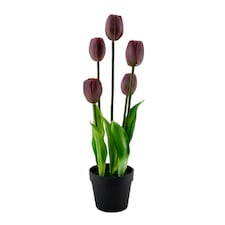 BAYSWOOD TULIPS IN POT