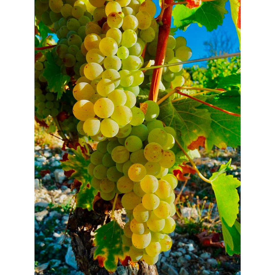 image 1 of Joseph Mellot Sancerre Le Montarlet 75cl