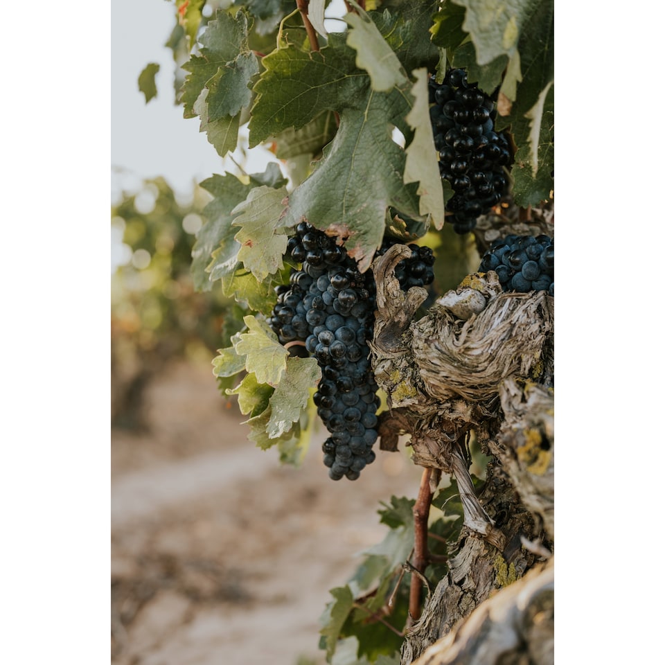 image 1 of Cune Crianza Rioja Red Wine 75cl