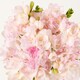 image 4 of Freesia Bh