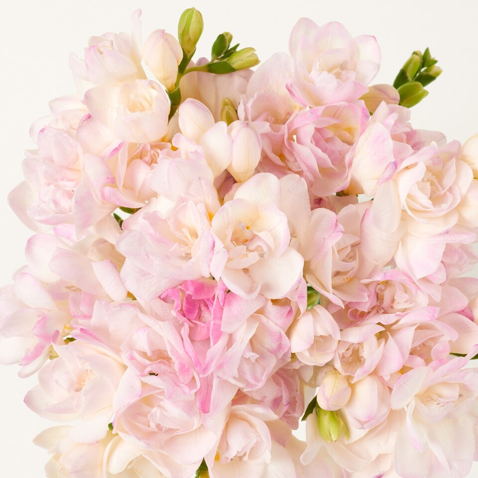 image 1 of Freesia Bh