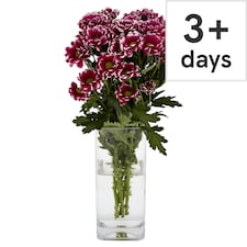 Chrysanthemums (Metro)