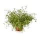 image 2 of Tesco Growing Herb Thyme