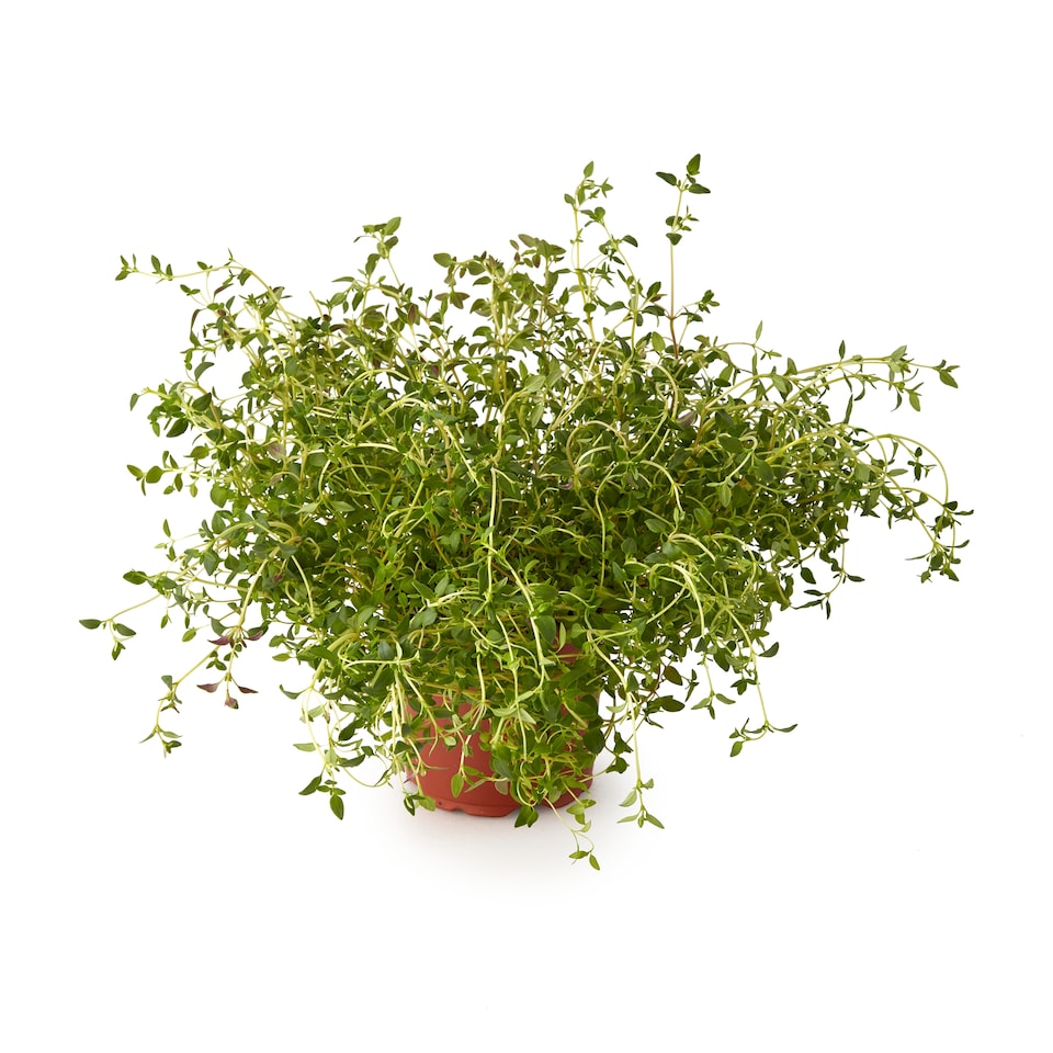 image 1 of Tesco Growing Herb Thyme