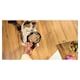 image 2 of Vitakraft Poésie Délice Complete Food for Adult Cats 85 g