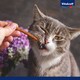 image 2 of Vitakraft Pure Stick Complementary Pet Food for Cats 4 x 5 g (20 g)