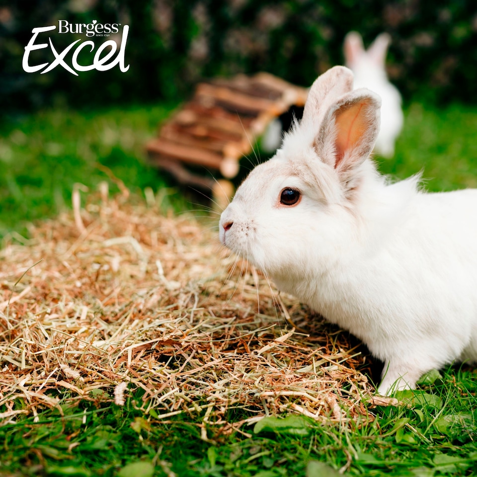 image 1 of Burgess Excel Feeding Hay With Meadow Flowers 500G