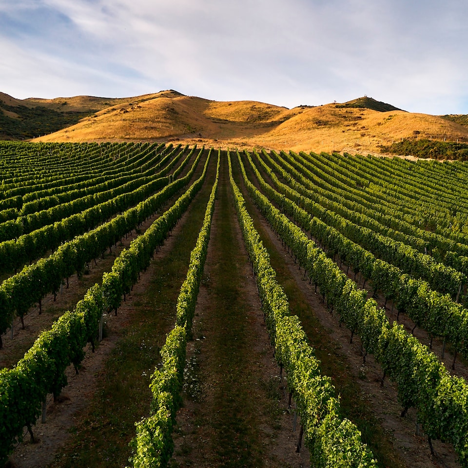 image 1 of Te Pa Signature Series Sauvignon Blanc 75Cl