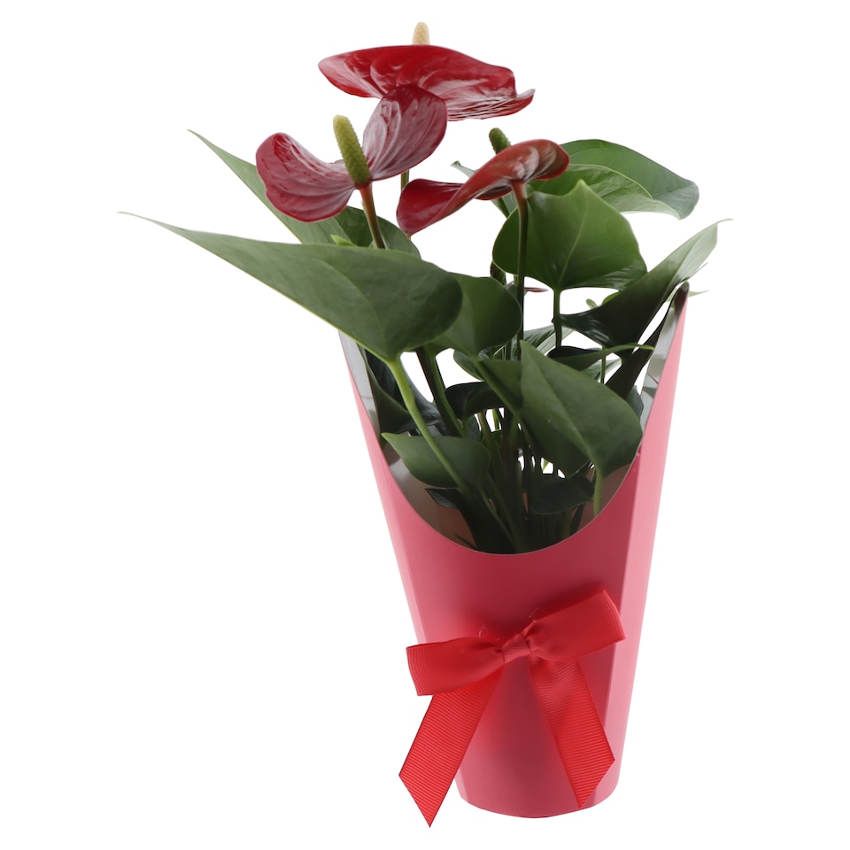 Obrázek 1 pro produkt The Floral Connection Anthurium květináč 9 cm