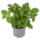 image 2 of Tesco Basil Medium Pot