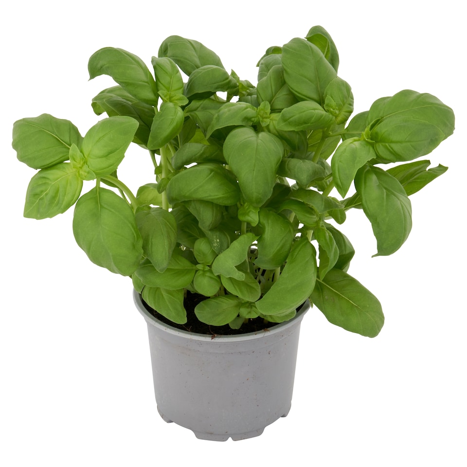 image 1 of Tesco Basil Medium Pot